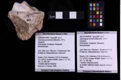 Foto (Objekt + Etiketten) von Gastrosacus eminens (Blaschke, 1911) (NHMW-GEO-1990-0041-0443)